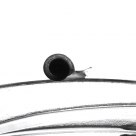 very small snail